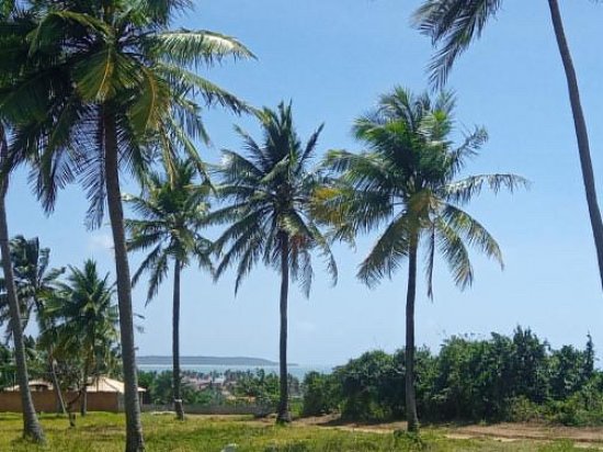 terreno-venda-lote-lagoa-do-pau-coruripe-796974